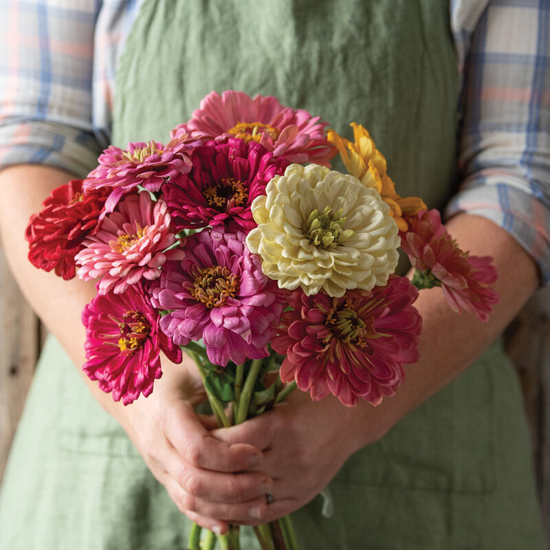 Zinnia ´State Fair Mix´