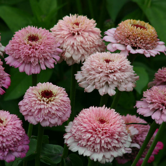 Zinnia ´Zinderella Lilac´