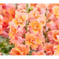 Lejongap ´Twinny Bronze Shades´ F1