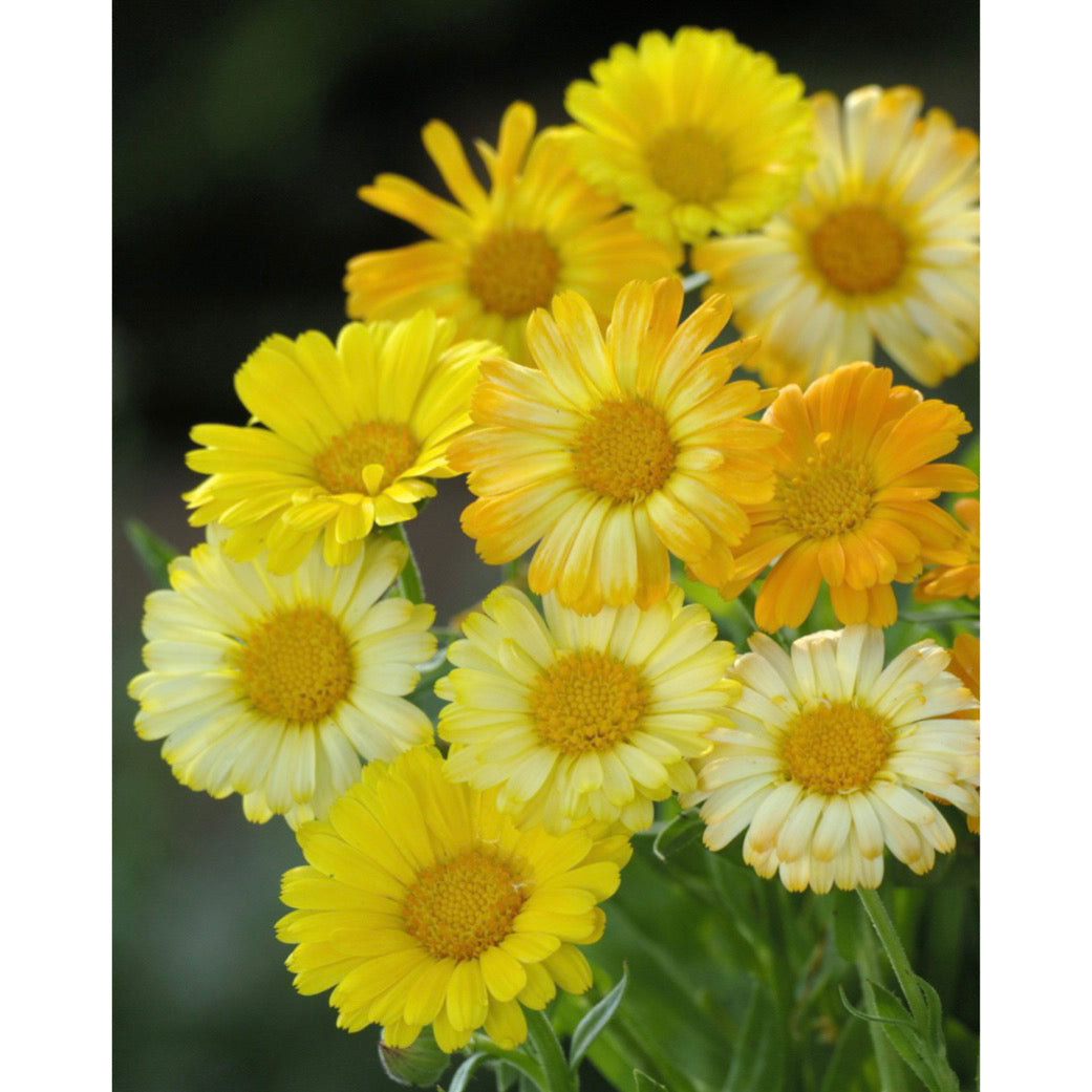 Ringblomma ’Daisy Citrus Mix’