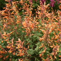 Orange Kolibrimynta ´Apricot Sprite´