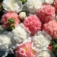 Stockros ´Bride´s Bouquet´