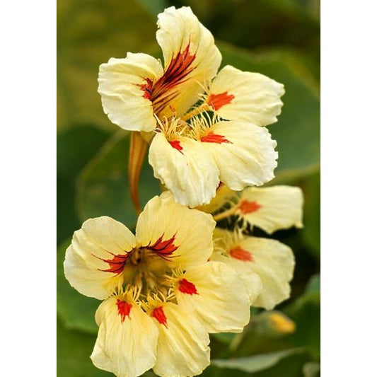 Buskkrasse ´Peach Melba Superior´