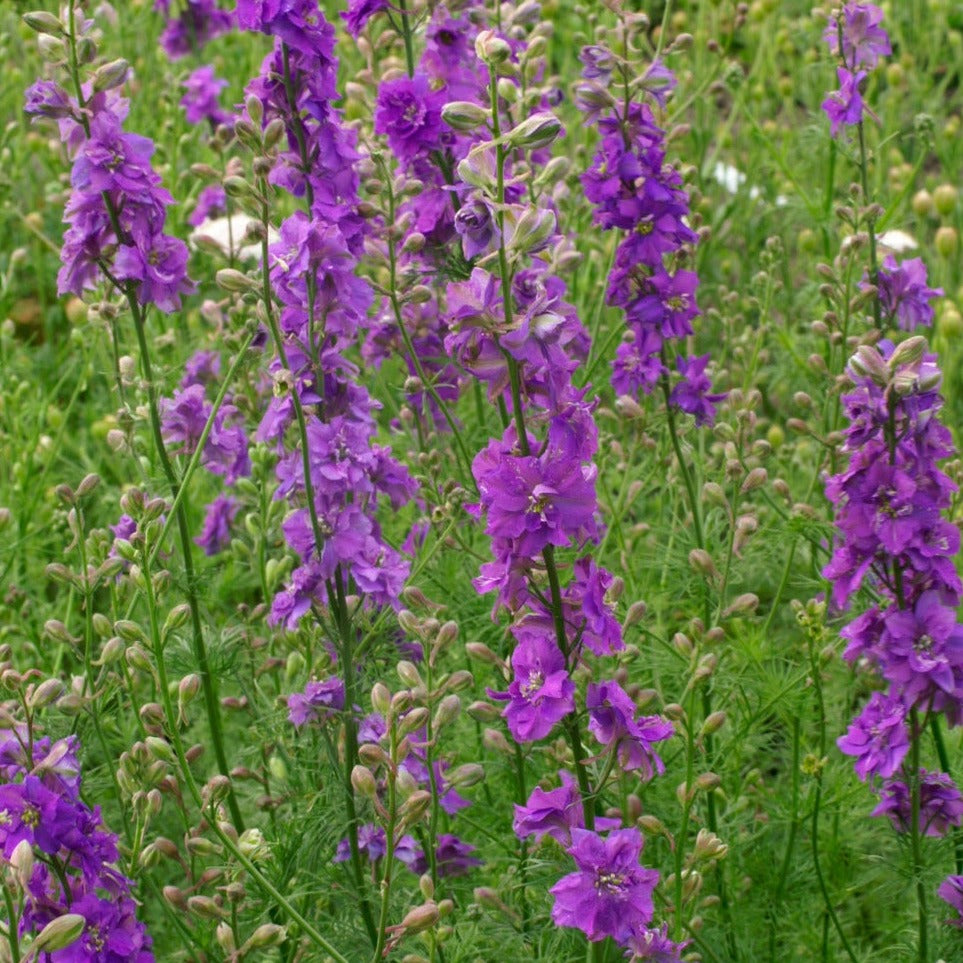 Riddarsporre ´Imperial Lilac Spire´