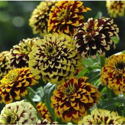 Guldzinnia ’Jazzy Mixture´