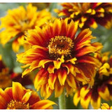 Guldzinnia ´Old Mexico´
