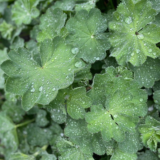 Jättedaggkåpa ´Thriller´