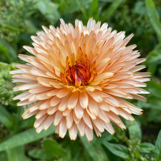 Ringblomma ´Orange Flash´