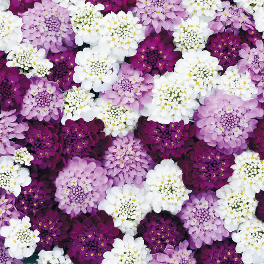 Roseniberis ´Confetti´