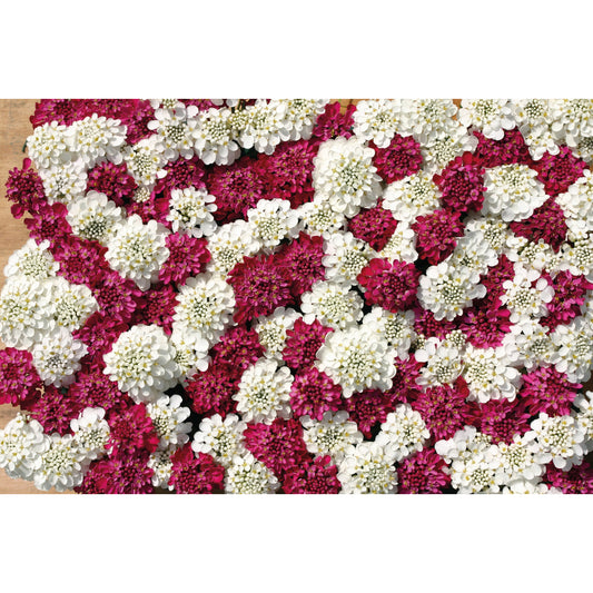 Roseniberis ´Fire Ice´