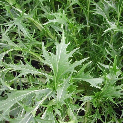 Japansk Kål ´Mizuna´