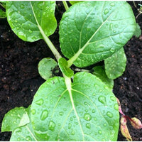 Pak choi