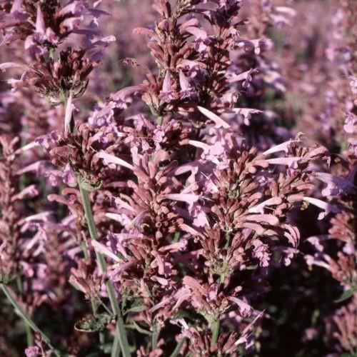 Lila kolibrimynta ´Heather Queen´