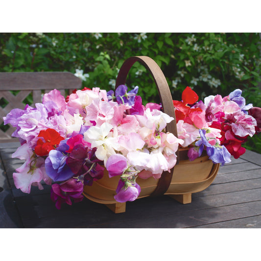 Luktärt ’Fragrantissima’