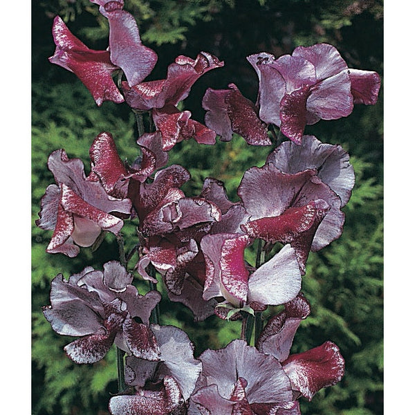 Luktärt ’Wiltshire Ripple’