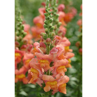 Lejongap ´Potomac Orange´