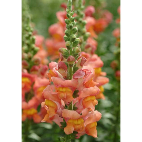 Lejongap ´Potomac Orange´