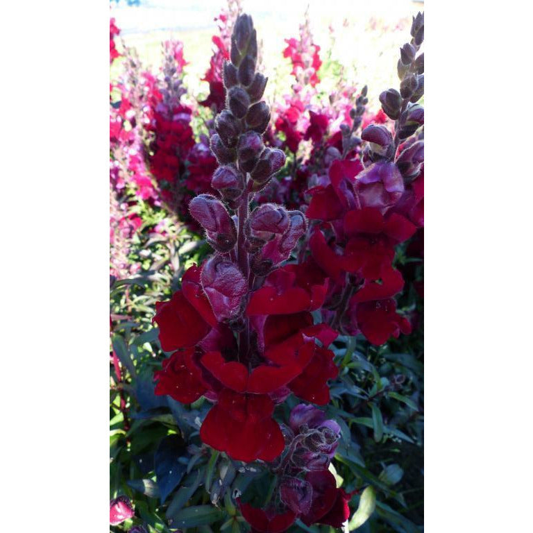 Lejongap ´Black Prince´