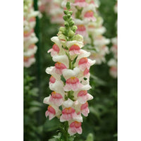 Lejongap ´Potomac Appleblossom´