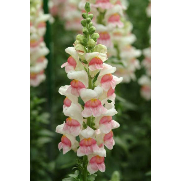 Lejongap ´Potomac Appleblossom´