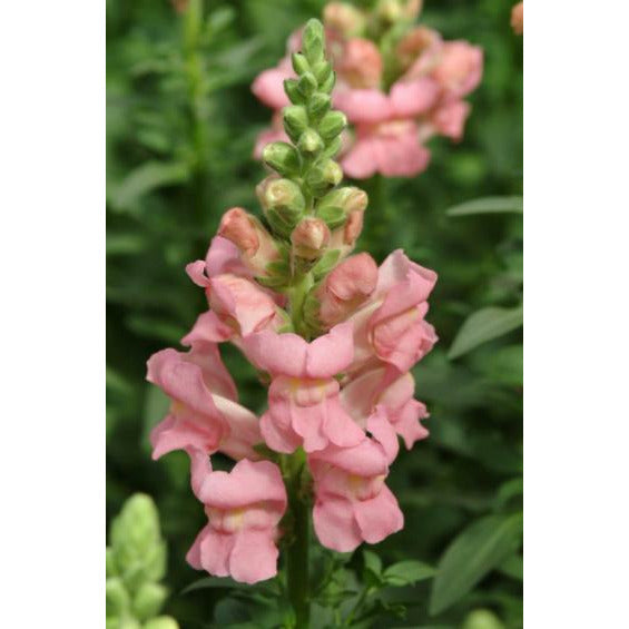 Lejongap ´Potomac Pink´