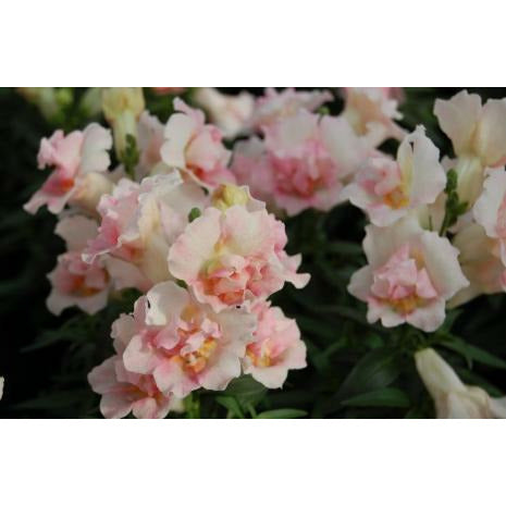 Lejongap ´Twinny Appleblossom´