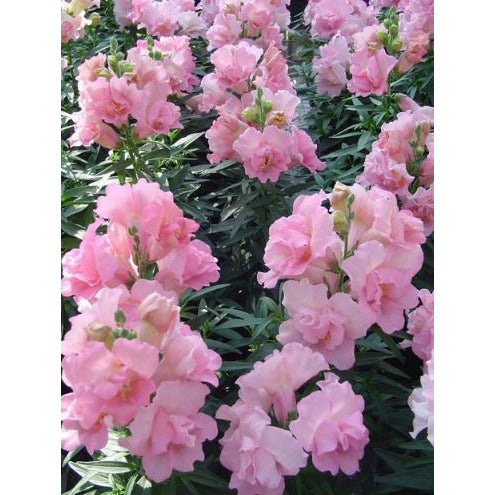 Lejongap ´Twinny Rose´ F1