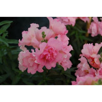 Lejongap ´Twinny Rose´ F1