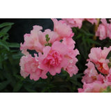 Lejongap ´Twinny Rose´ F1