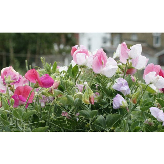 Luktärt, Dvärg ´Cupid Mix´