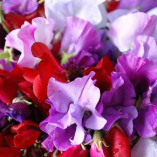 Luktärt ´Royal Family Mix´