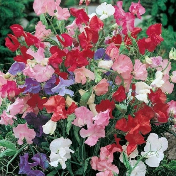 Luktärt ´Bijou Mix´