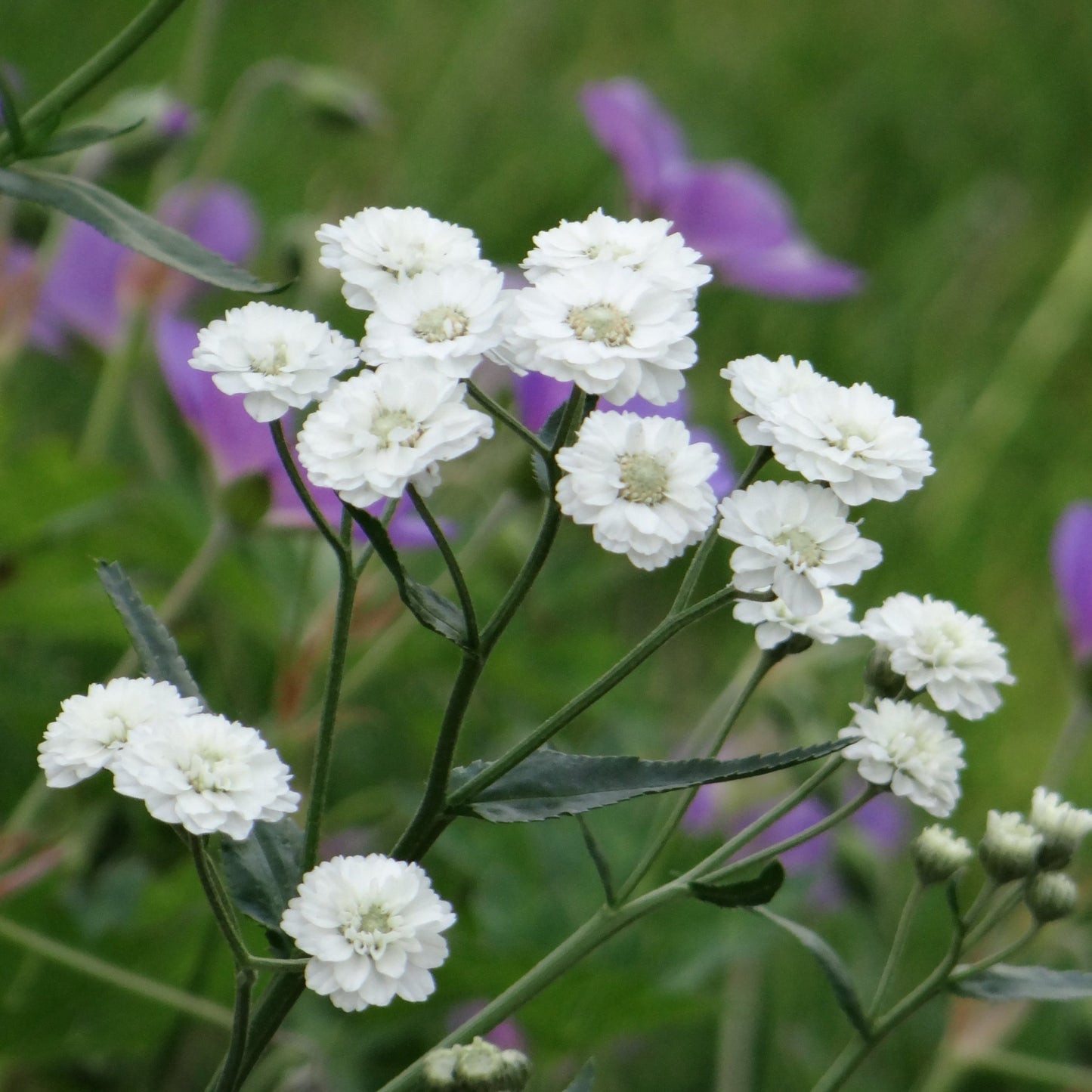 Vitpytta ´The Pearl´