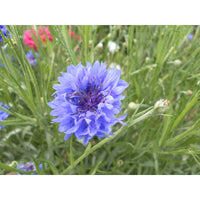 Blåklint ´Blue Boy´