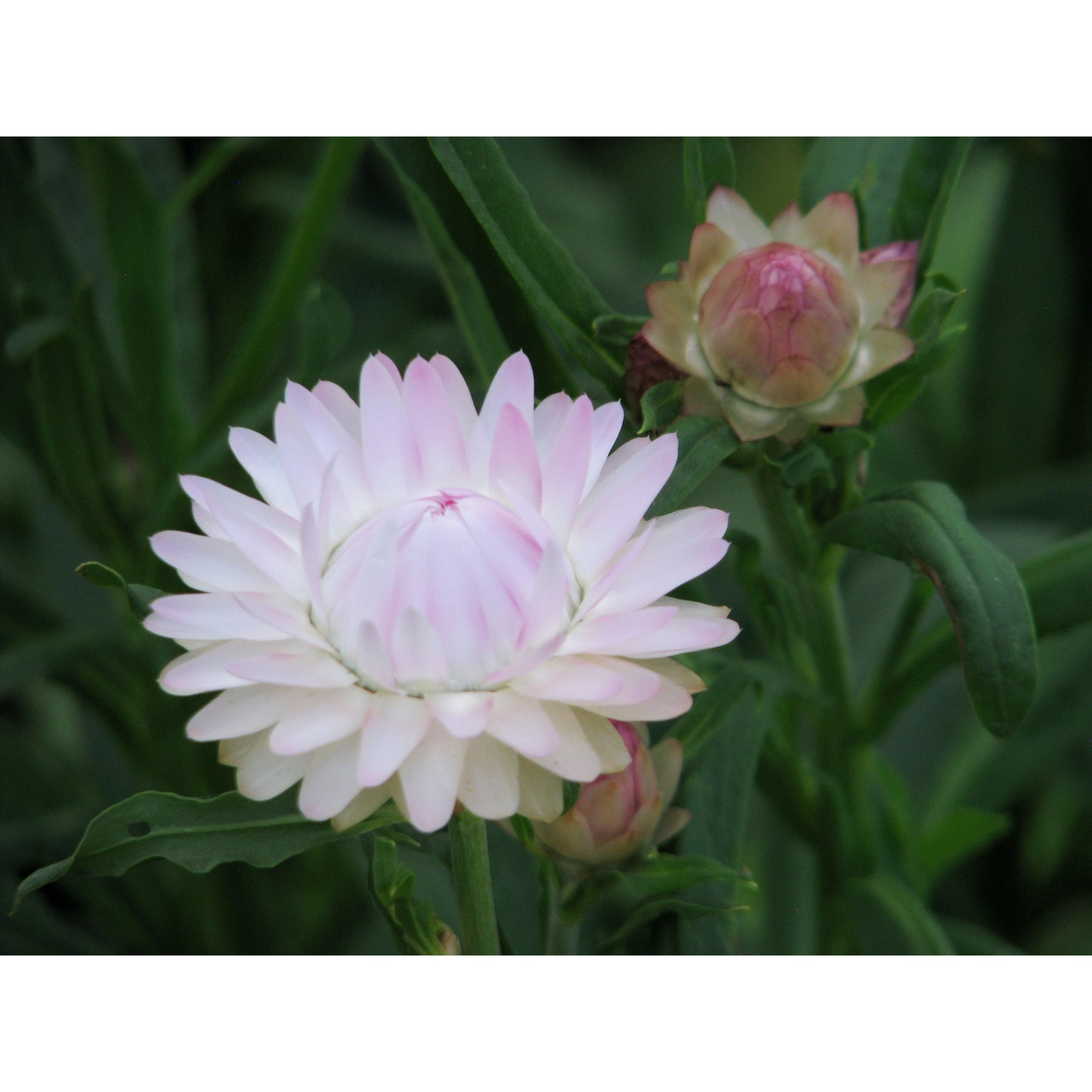 Jätteeternell ´Silvery Rose´