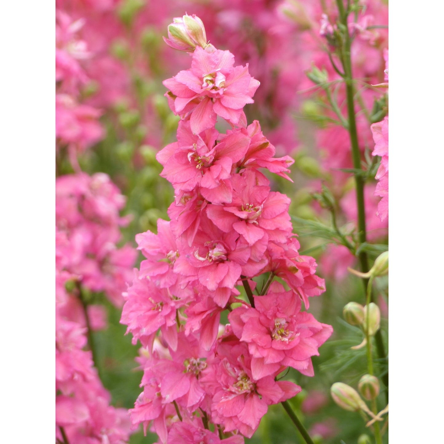 Riddarsporre ´Imperial Salmon Beauty´