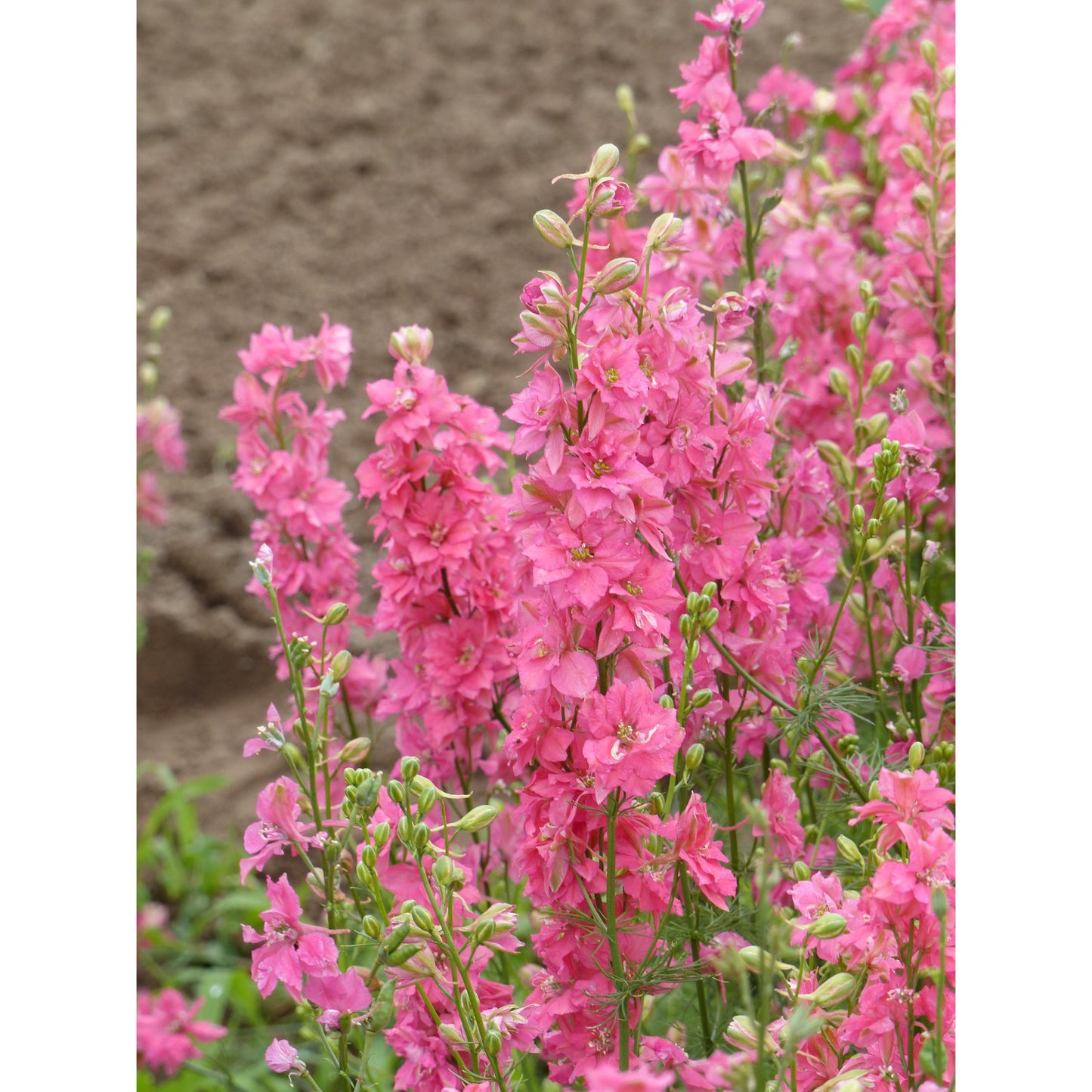 Riddarsporre ´Imperial Salmon Beauty´