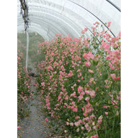 Luktärt ´Spring Sunshine Peach´
