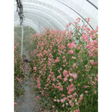 Luktärt ´Spring Sunshine Peach´
