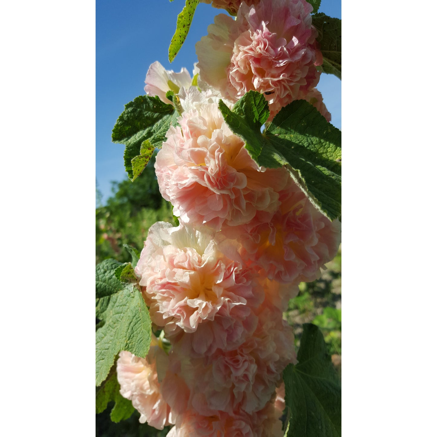 Stockros ´Chater´s Salmon´