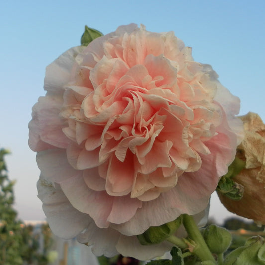 Stockros ´Chater´s Salmon´