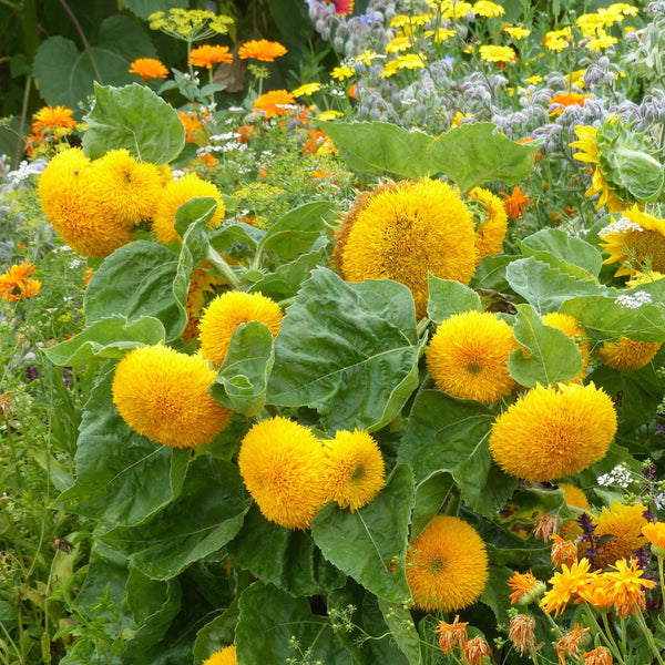 Fylld solros ´Teddy Bear´ - Köp frön till fylld solros hos Soil & Seeds!