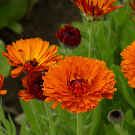 Ringblomma ´Indian Prince´