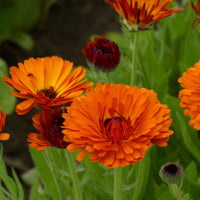 Ringblomma ´Indian Prince´