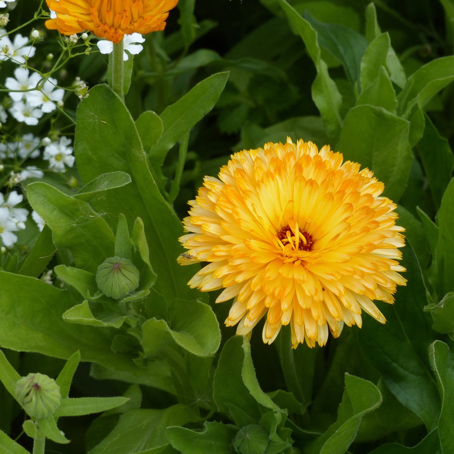 Ringblomma ´Pacific Apricot Beauty´