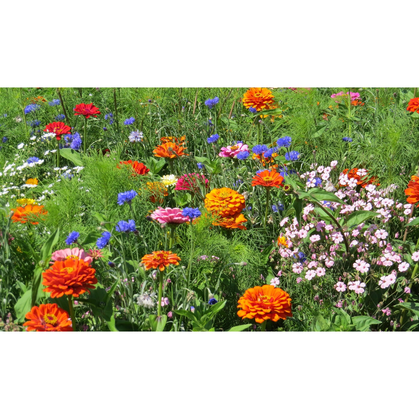 Blomsterblandning Snittblommor