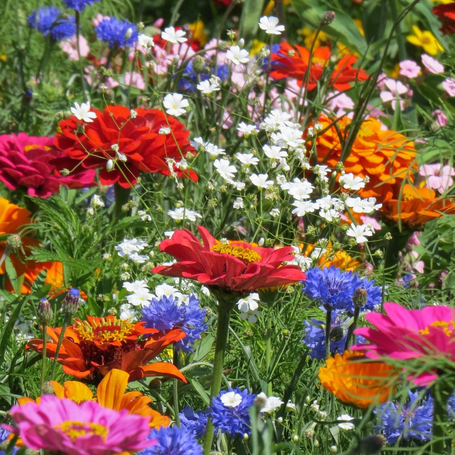 Blomsterblandning Snittblommor