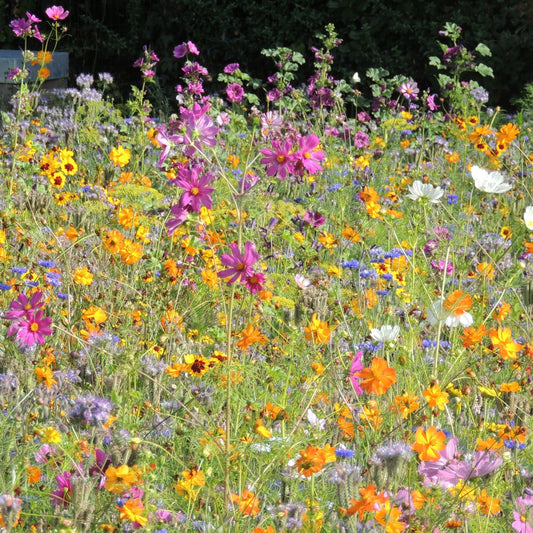 Blomsterblandning för bin