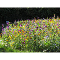 Blomsterblandning för bin