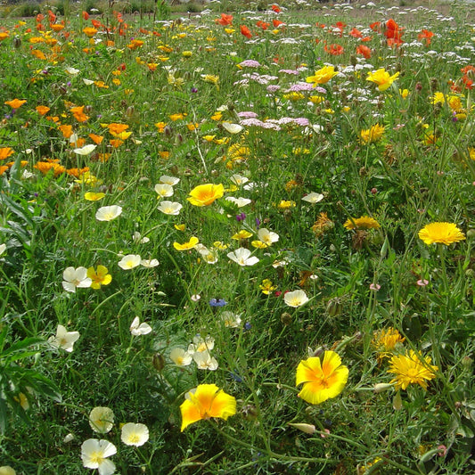 Blomsterblandning Härdig